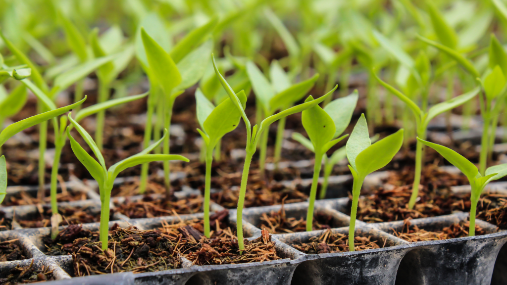 10 Uobičajenih Grešaka pri Setvi Semena