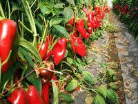 Profesionalno seme Seme paprike Kraljica F1 - Katalog semena povrća SM AgroShop