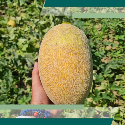 Prodaja Cubus F1 (sličan Nevouru) - Cena semena Ostalo | SM AgroShop