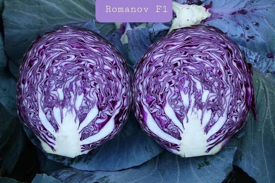Profesionalno seme Seme kupusa Romanov F1 - Katalog semena povrća SM AgroShop