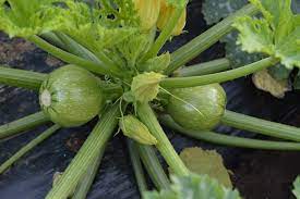 Profesionalno seme Seme tikvice Geode F1 - Katalog semena povrća SM AgroShop