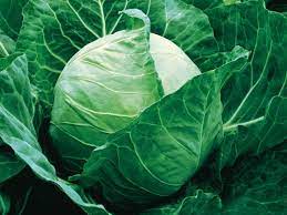 Seme Tucana F1 - Ostalo | SM AgroShop