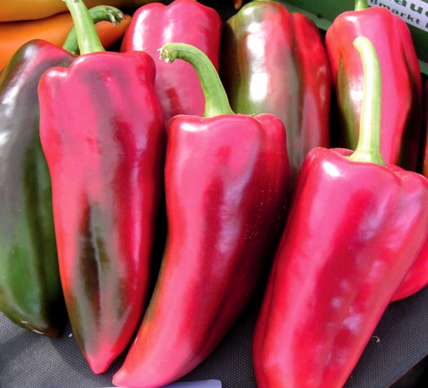 Profesionalno seme Seme paprike Atris F1 - Katalog semena povrća SM AgroShop