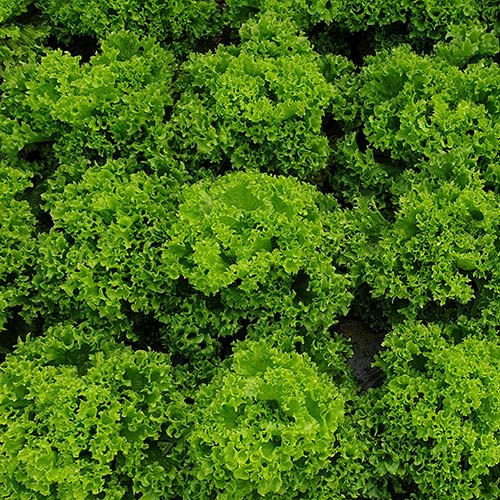 Profesionalno seme Seme salate Gentile (proleće, leto, jesen) - Katalog semena povrća SM AgroShop