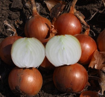 Profesionalno seme Seme luka Pandero F1 - Katalog semena povrća SM AgroShop