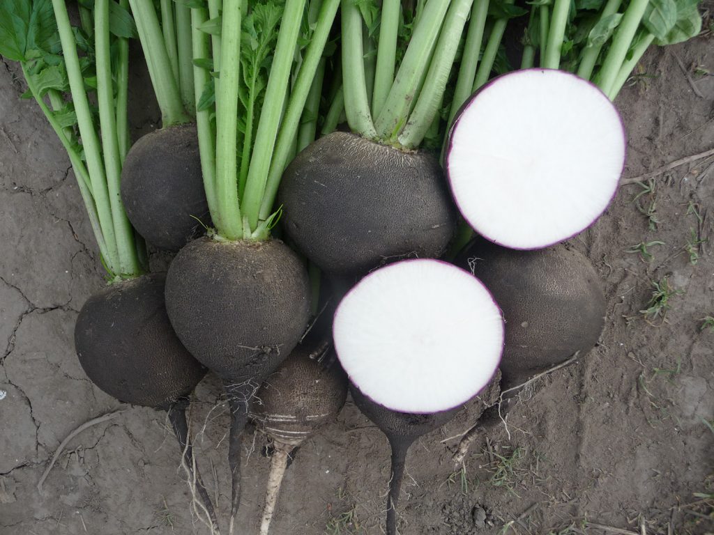 Prodaja Černa kulata - Cena semena Ostalo | SM AgroShop