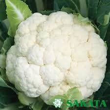 Profesionalno seme Seme karfiola White Excel F1 - Katalog semena povrća SM AgroShop