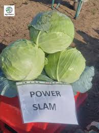 Prodaja Power slam F1 - Cena semena Ostalo | SM AgroShop