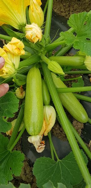 Profesionalno seme Seme tikvice Yelda F1 - Katalog semena povrća SM AgroShop