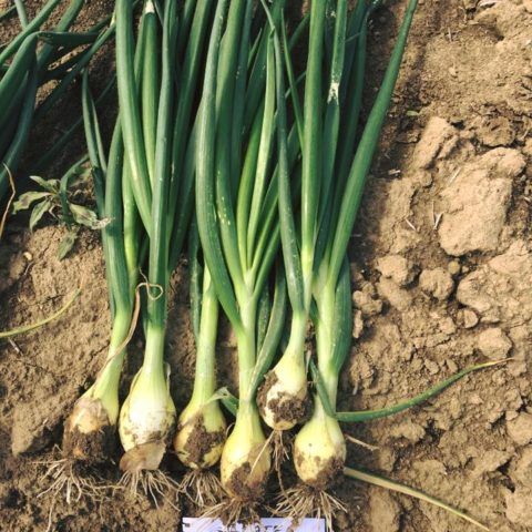 Prodaja Galatea F1 - Cena semena Ostalo | SM AgroShop