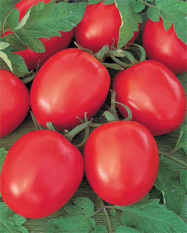 Prodaja Benito F1 (niski) - Cena semena Ostalo | SM AgroShop