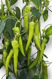 Profesionalno seme Seme paprike Kard F1 - Katalog semena povrća SM AgroShop