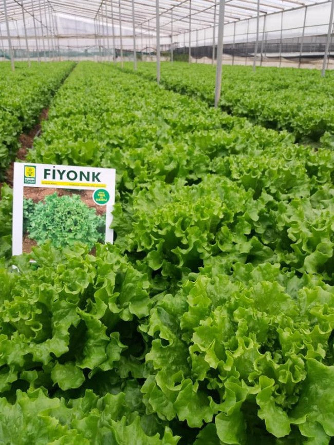 Prodaja Fiyonk (jesen, proleće) - Cena semena Ostalo | SM AgroShop