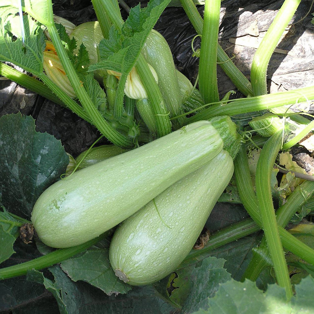 Profesionalno seme Seme tikvice Ezra F1 - Katalog semena povrća SM AgroShop