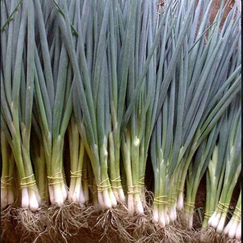 Profesionalno seme Seme luka Savel - Katalog semena povrća SM AgroShop