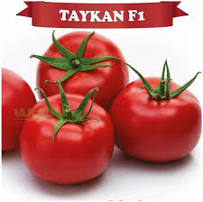 Prodaja Taykan F1 - Cena semena Ostalo | SM AgroShop