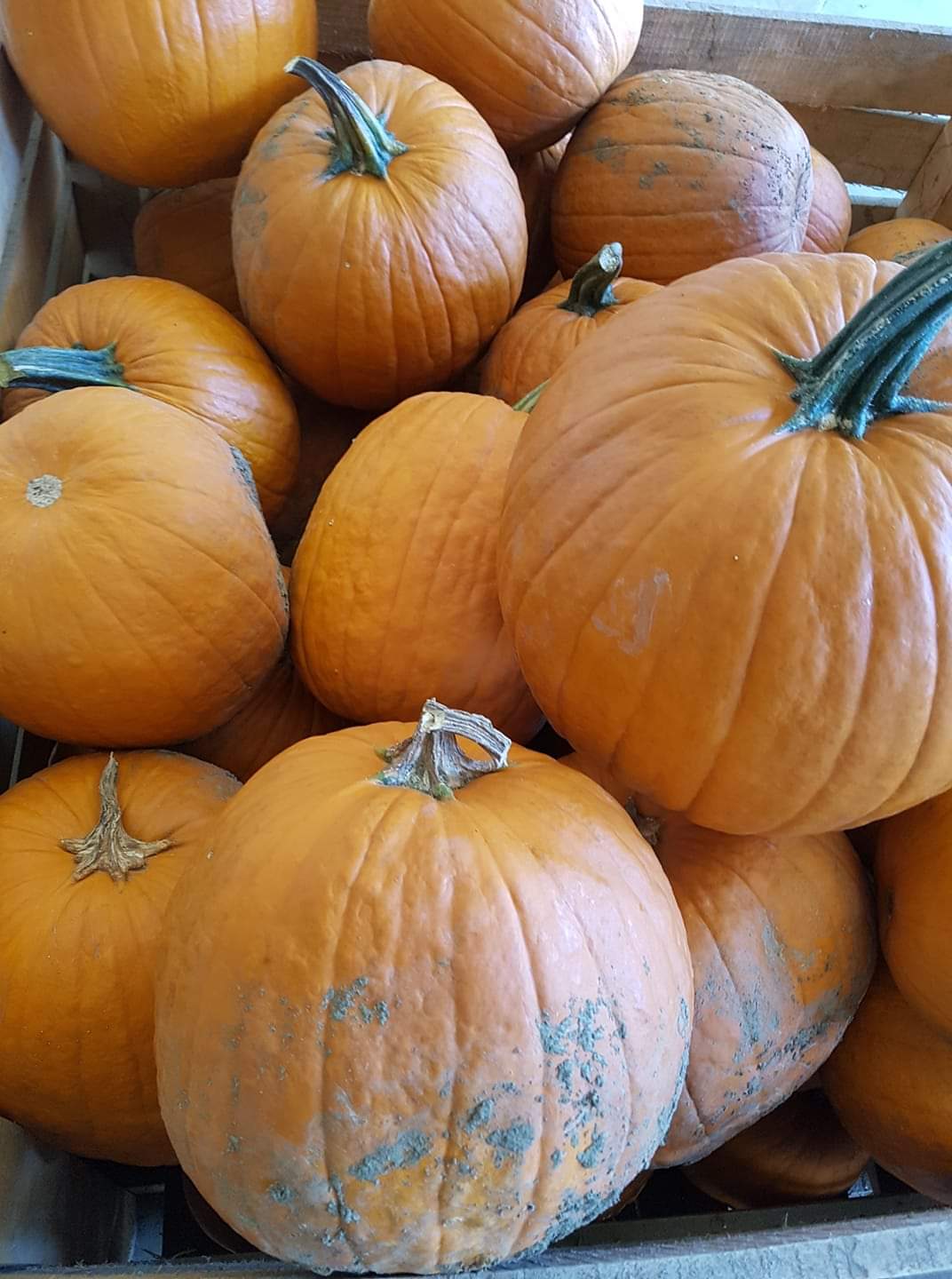 Prodaja Aspen F1 - Cena semena Ostalo | SM AgroShop