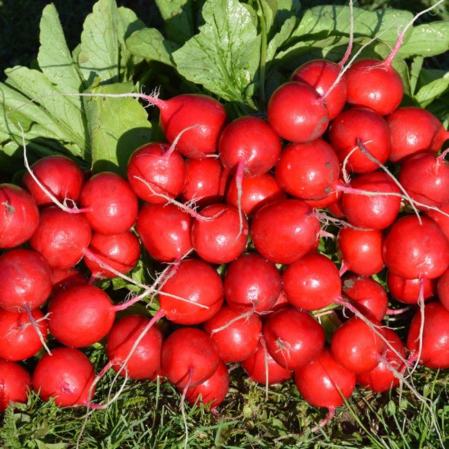 Profesionalno seme Seme rotkvice Tinto F1 - Katalog semena povrća SM AgroShop