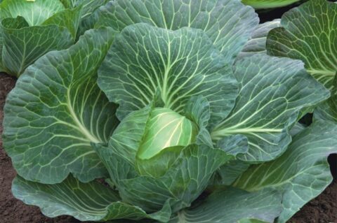 Profesionalno seme Seme kupusa Verdeco F1 - Katalog semena povrća SM AgroShop