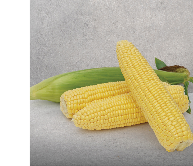 Prodaja Perfomance F1 - Cena semena Ostalo | SM AgroShop