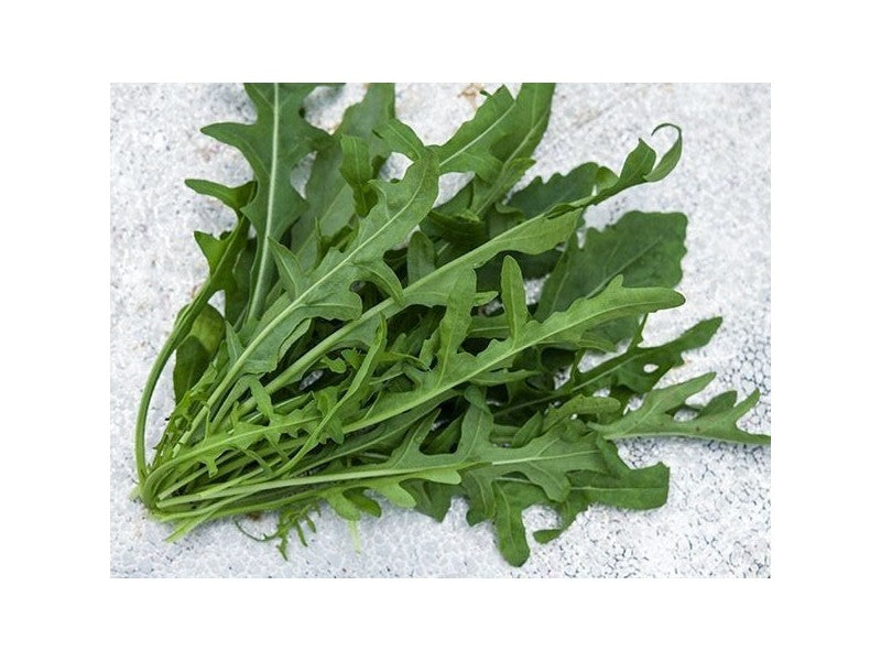 Prodaja Wild rocket 50g - Cena semena Ostalo | SM AgroShop