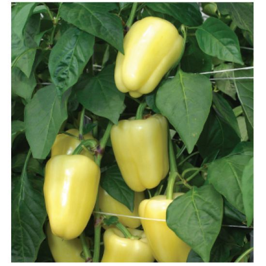 Profesionalno seme Seme paprike Lake F1 - Katalog semena povrća SM AgroShop