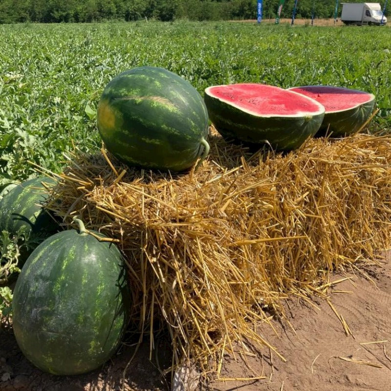 Prodaja Bryxberry F1 - Cena semena Ostalo | SM AgroShop