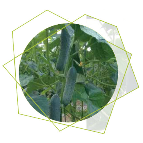 Seme Incas F1 - Ostalo | SM AgroShop