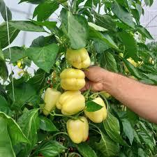 Seme Tara F1 - Ostalo | SM AgroShop