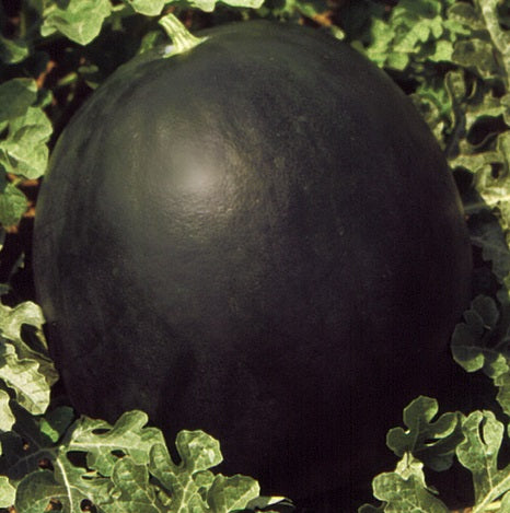 Seme Pata Negra F1 - Ostalo | SM AgroShop