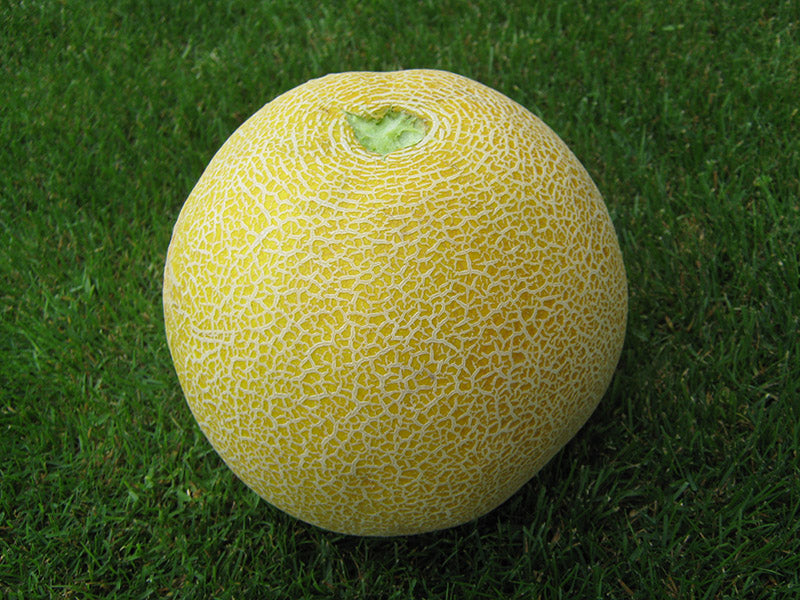 Prodaja Polinika F1 - Cena semena Ostalo | SM AgroShop