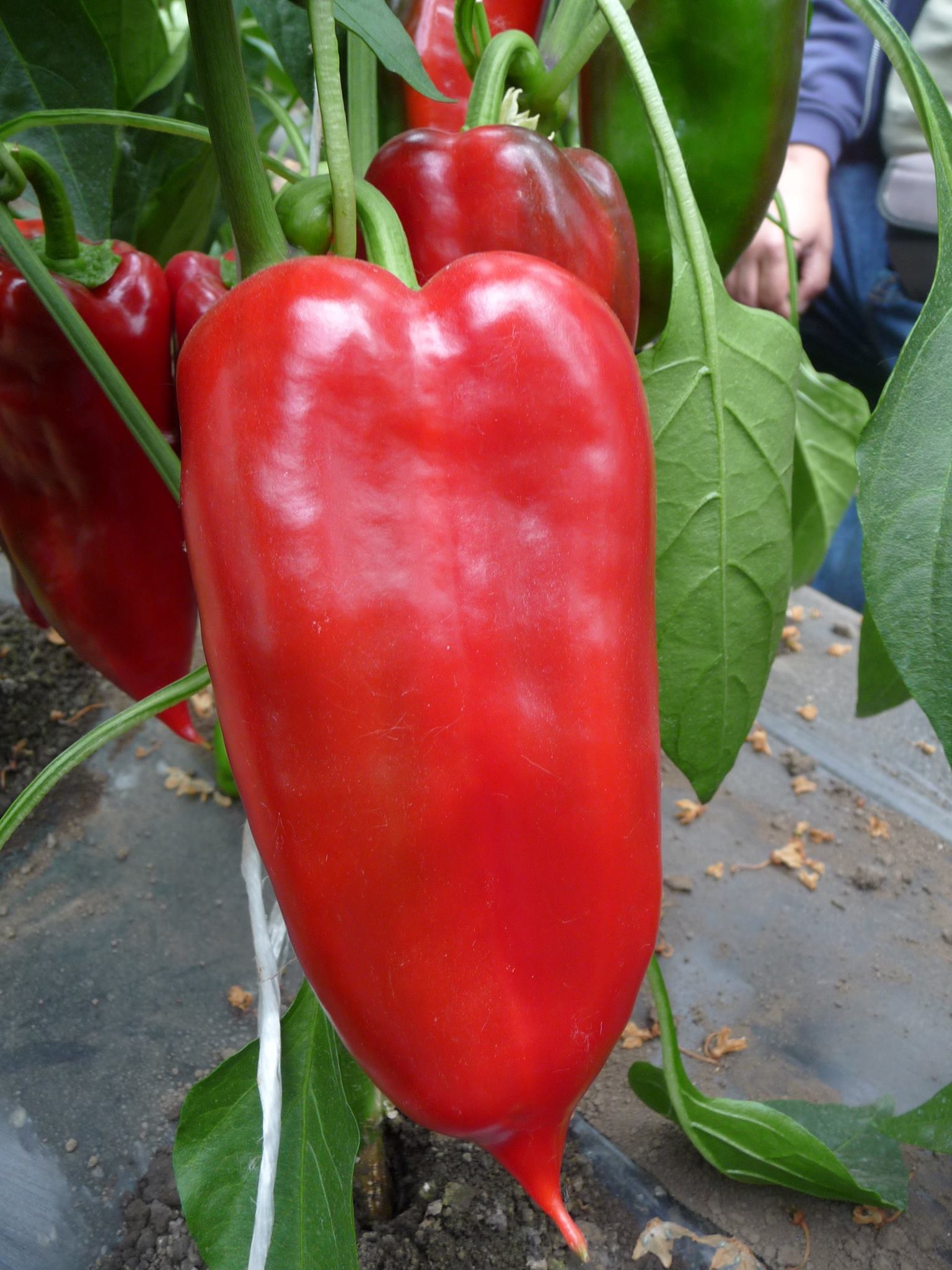 Profesionalno seme Seme paprike Feraro F1 - Katalog semena povrća SM AgroShop