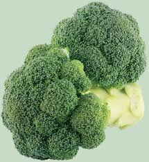 Seme Pharos F1 - Ostalo | SM AgroShop