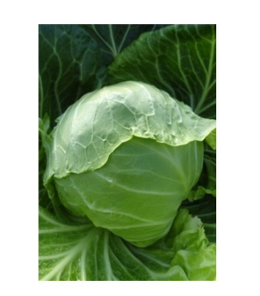 Profesionalno seme Seme kupusa Constable F1 - Katalog semena povrća SM AgroShop