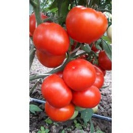 Seme Kaponet F1 - Ostalo | SM AgroShop