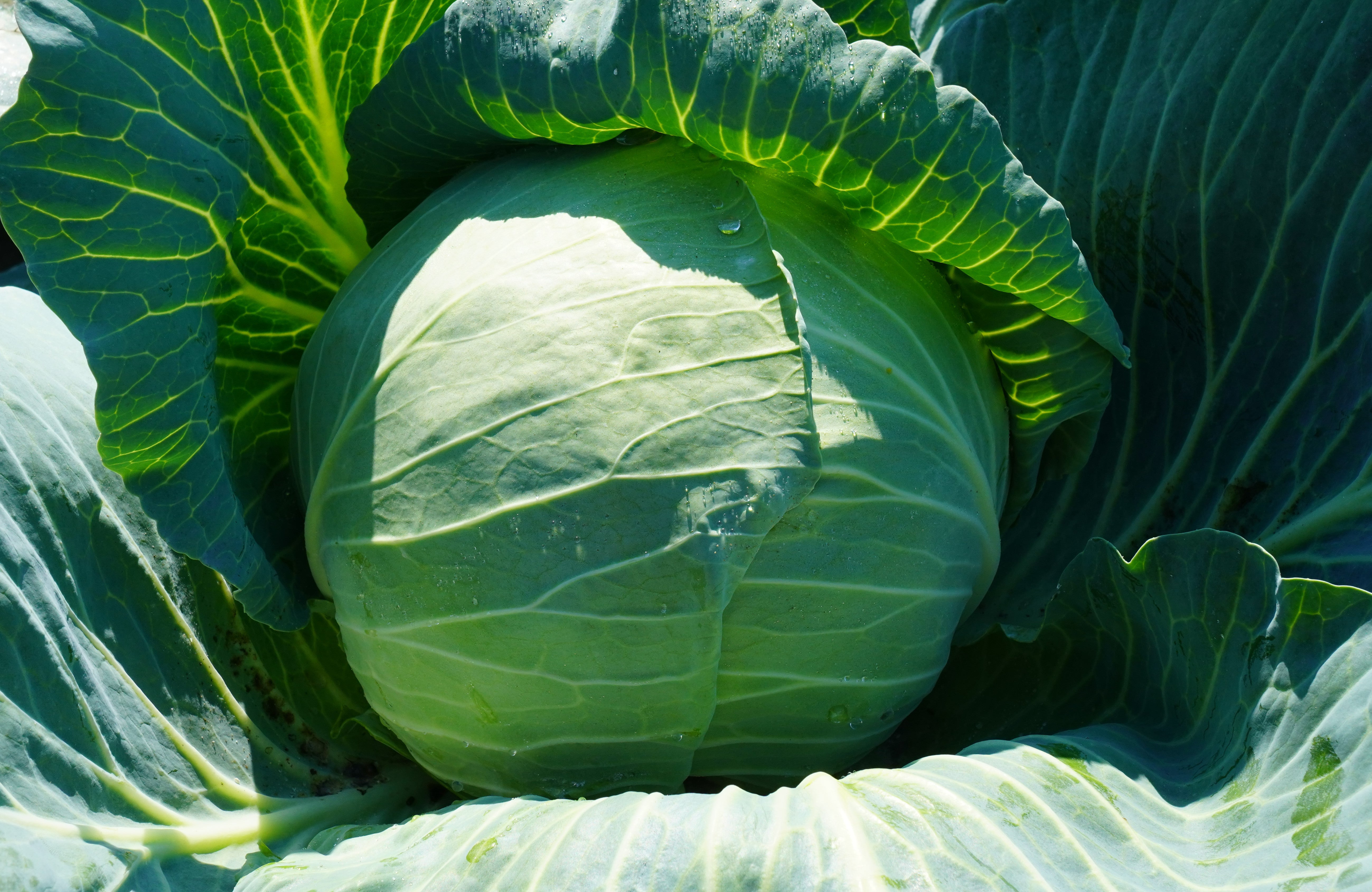 Seme Victoria F1 - Ostalo | SM AgroShop