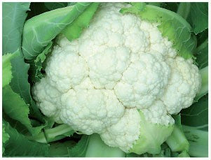 Seme Cashmere F1 - Ostalo | SM AgroShop