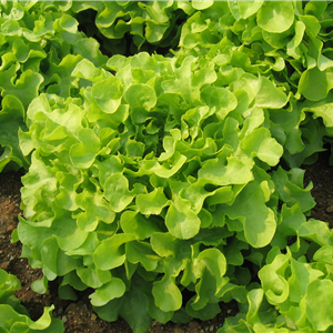 Seme Isira (proleće, leto, jesen) - Ostalo | SM AgroShop