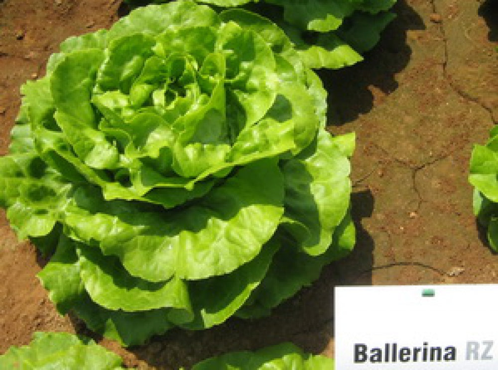 Profesionalno seme Seme salate Ballerina (leto) - Katalog semena povrća SM AgroShop