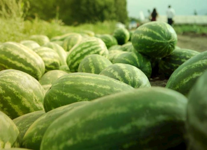 Seme Santa Matilde F1 - Ostalo | SM AgroShop