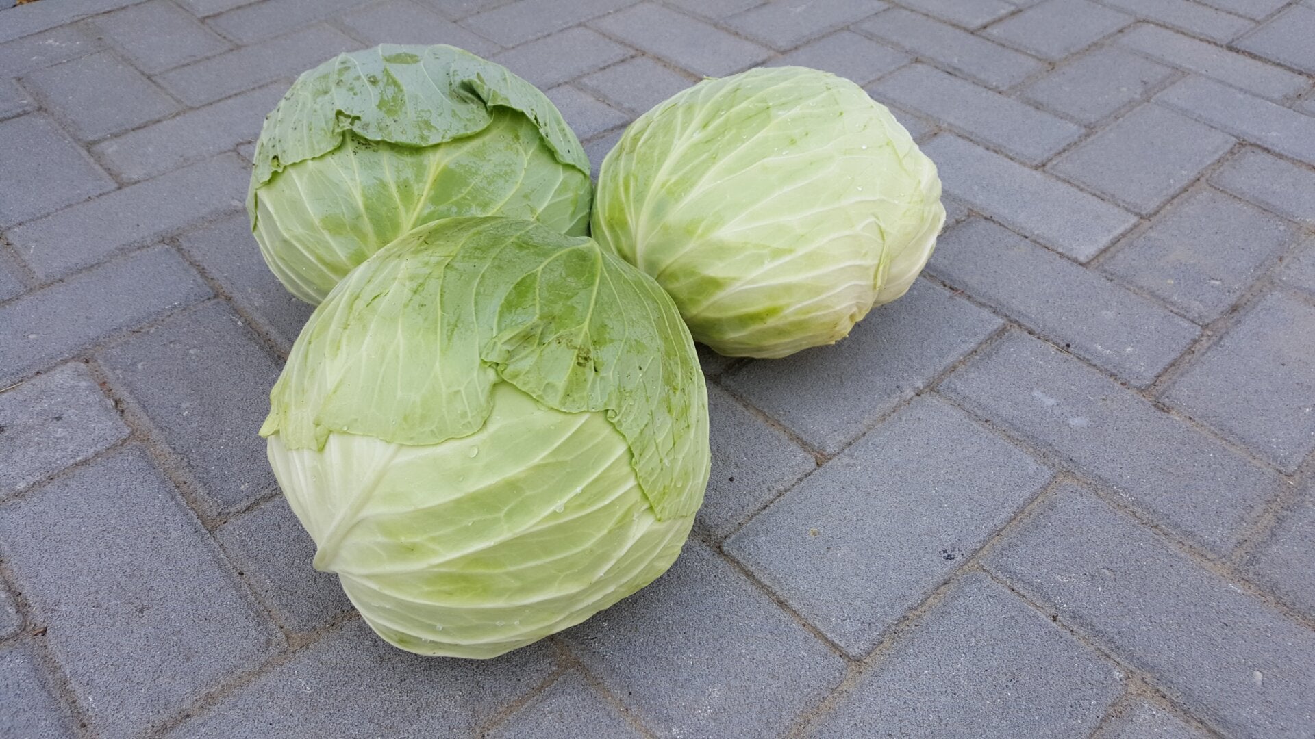 Prodaja Kenzo F1 - Cena semena Ostalo | SM AgroShop