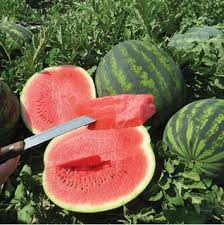 Seme Stabilo F1 - Ostalo | SM AgroShop