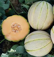 Seme Dinja Zingaro F1 - Ostalo | SM AgroShop