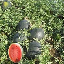 Seme Black Star F1 - Ostalo | SM AgroShop