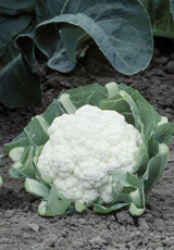 Seme Divita F1 - Ostalo | SM AgroShop