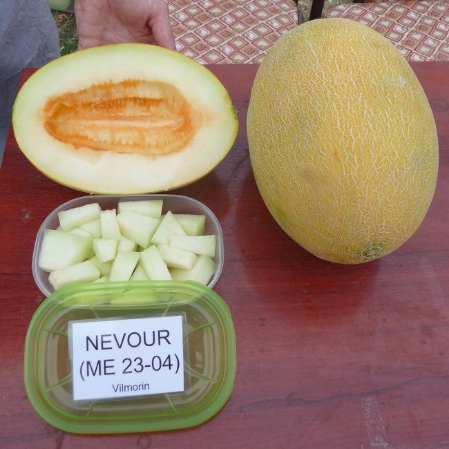 Seme Nevour F1 - Ostalo | SM AgroShop