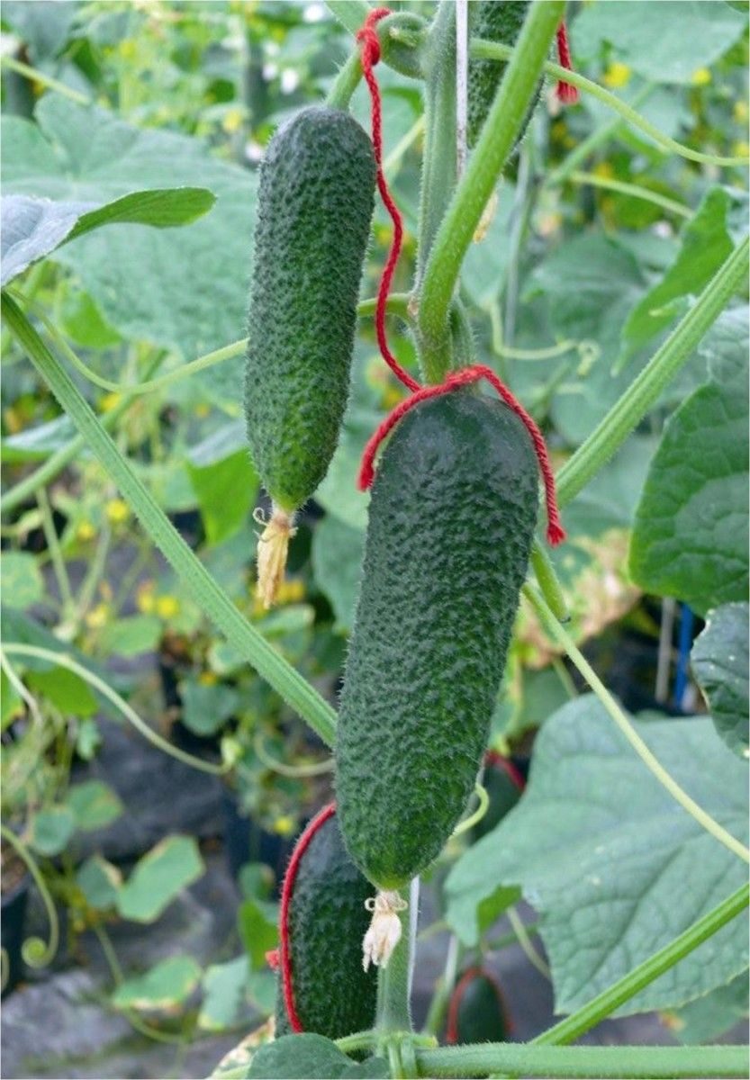 Prodaja Potenziale F1 - Cena semena Ostalo | SM AgroShop