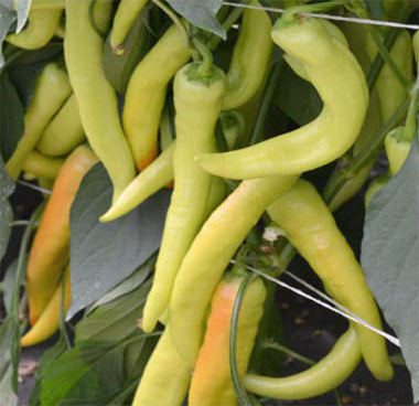 Profesionalno seme Seme paprike Hornet F1 - Katalog semena povrća SM AgroShop - Brza dostava