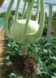 Seme Nacimiento F1 - Ostalo | SM AgroShop