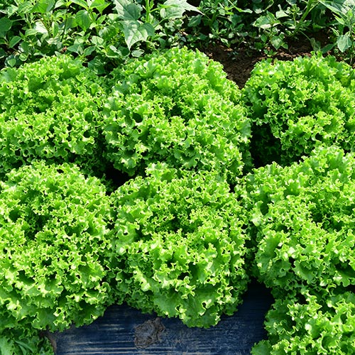 Profesionalno seme Seme salate Garone (proleće, jesen) - Katalog semena povrća SM AgroShop